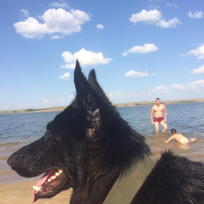 Продам щенят немецкий овчарка