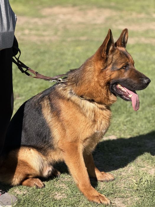 Вязка с элитным кобелем!