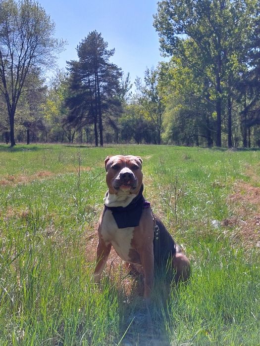 Стаффордширский терьер, мальчик