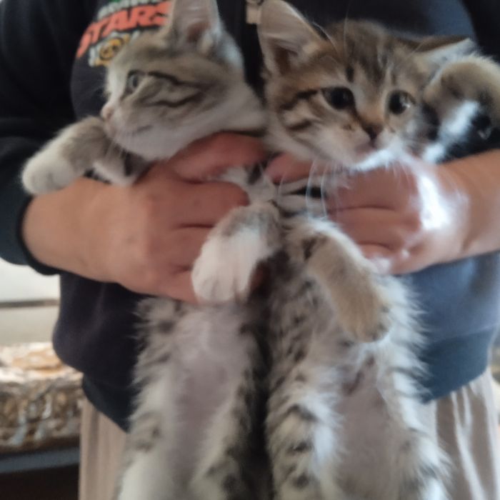 Отдаю котят бесплатно