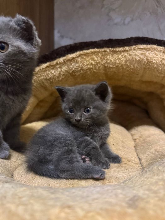 Котенок скотишшш