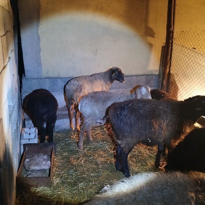 Қой сатам 450 мың