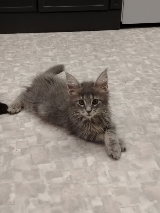Шикарные Мейн куны котята