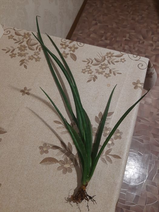 Сансинверию с корешком