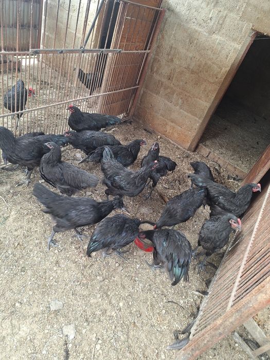 Cocoși Australorp