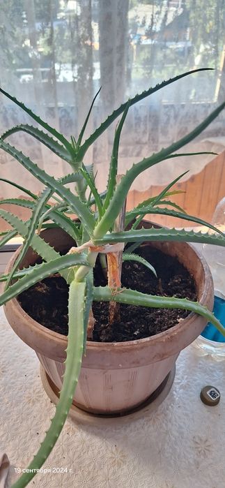 Алоэ лекарственный