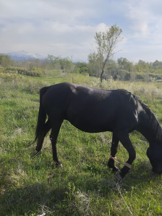 Продаю две кобылы
