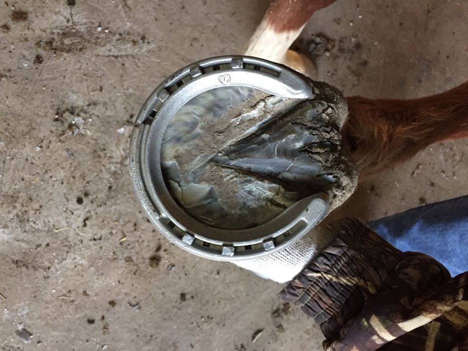 Подкова тағашы коваль