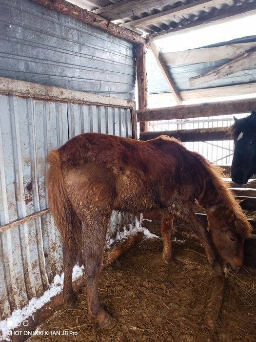 Продам тайчики (девочки)