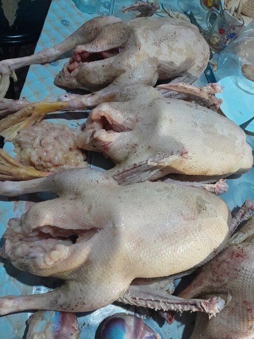 Продам все вопросы по телефону