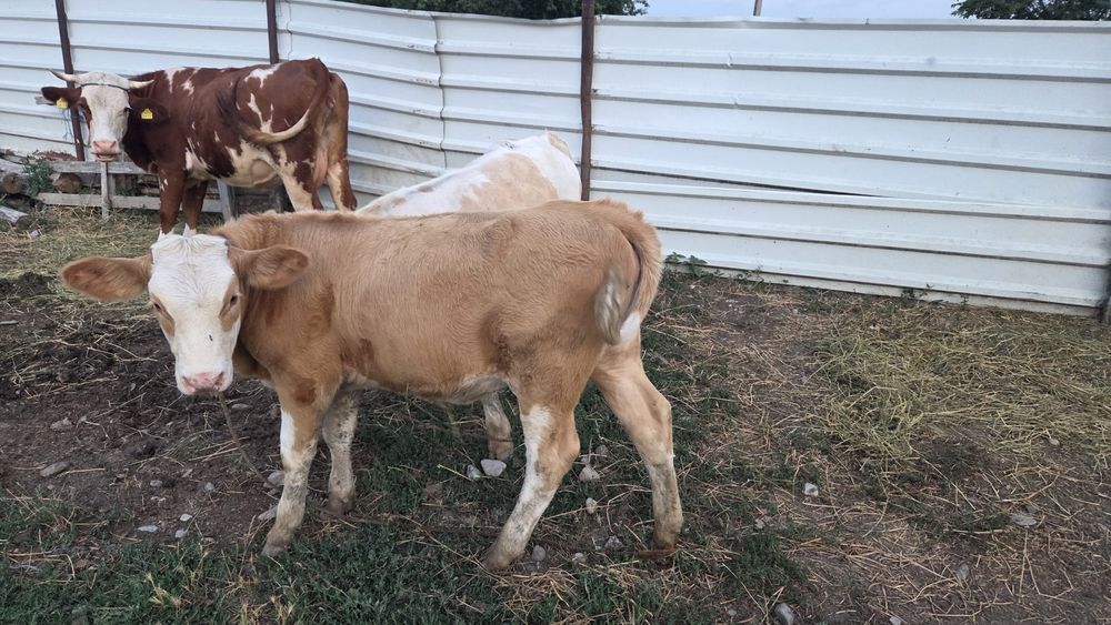 Vând 2 viței,  taur si vitea bălțată românească  de 5 luni. Preț negociabil
