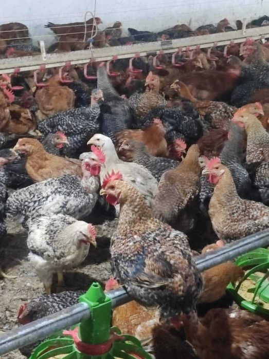 Ferma de pui găini și rate