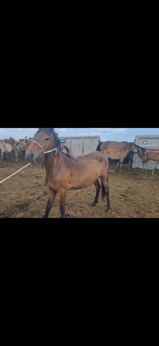 Продам лошадь байталку