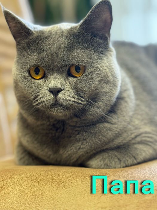 Продается котенок ( мальчик) скотиш сткайт
