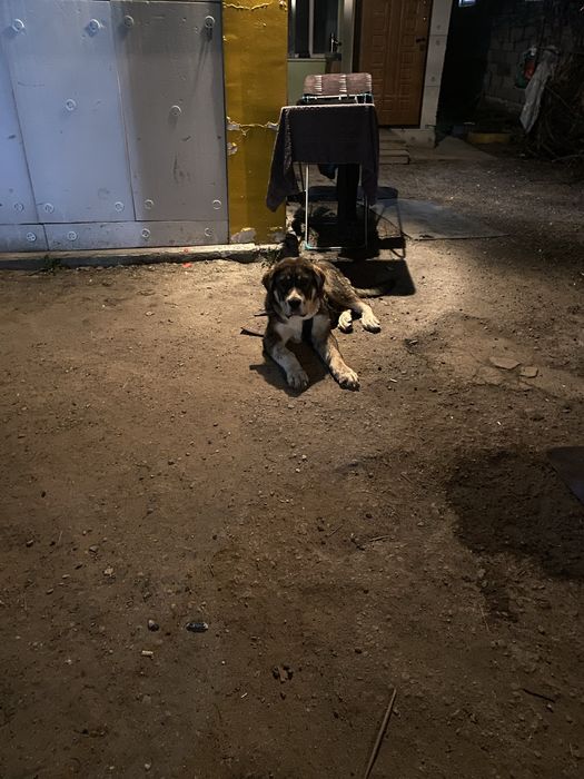 Алабай 10 меся