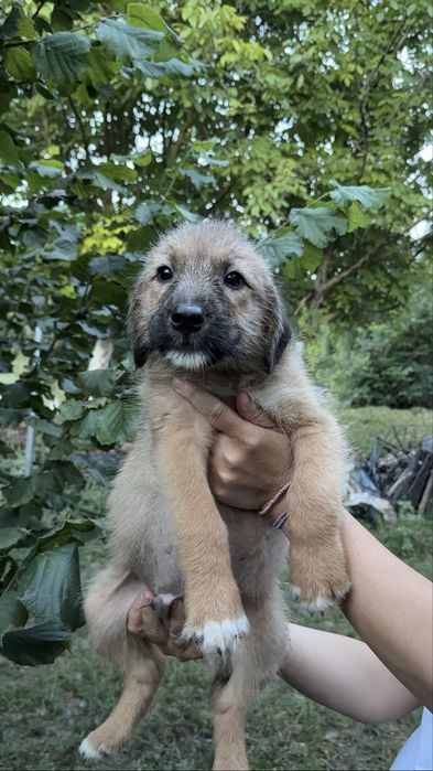 Catelusi pentru adoptie.