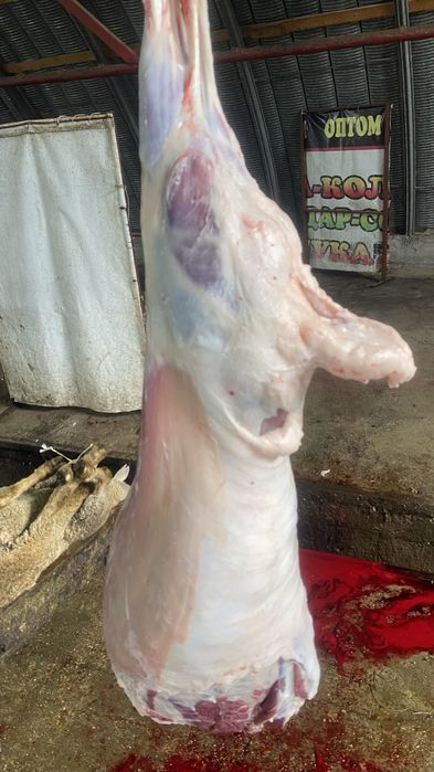 Кой продажа барашек отборные