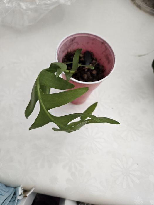 Укорененный черенок марниеры