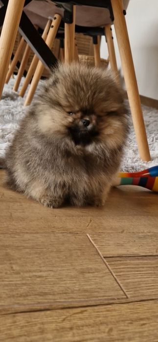 Померанче,мини момченце с родословие!