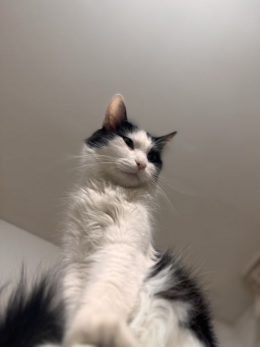 Ищу жениха своей девочке Полу Мейн Кун