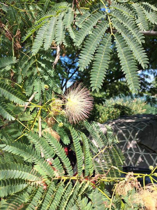 Smochini pe rod anul 2 si Albizia