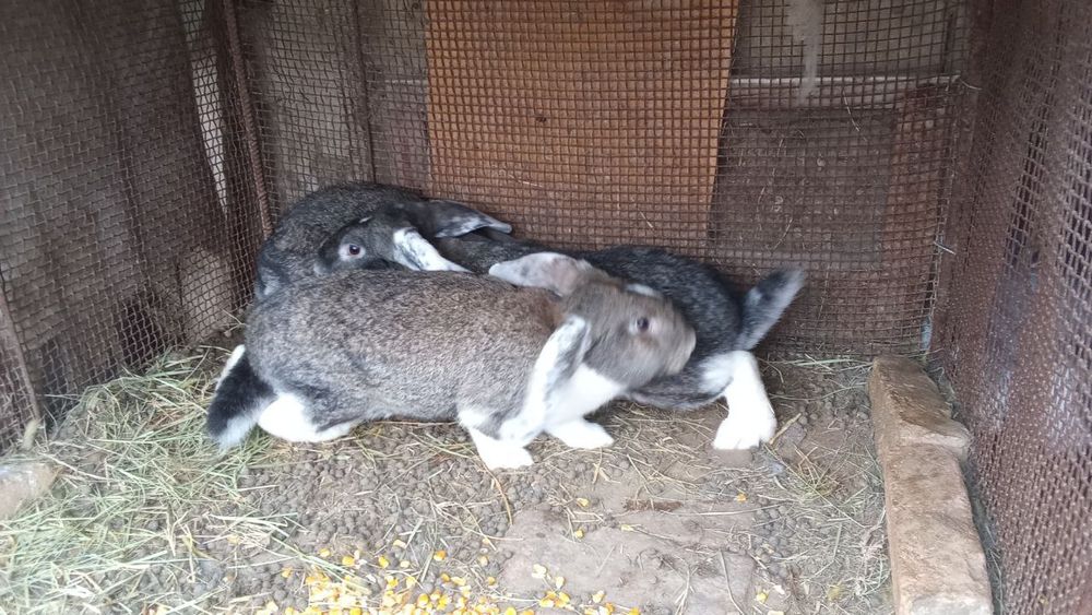 Продам кроликов 3 штуки