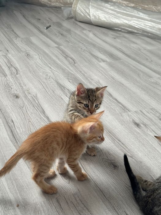 Котенок, девочка, 3 месяца