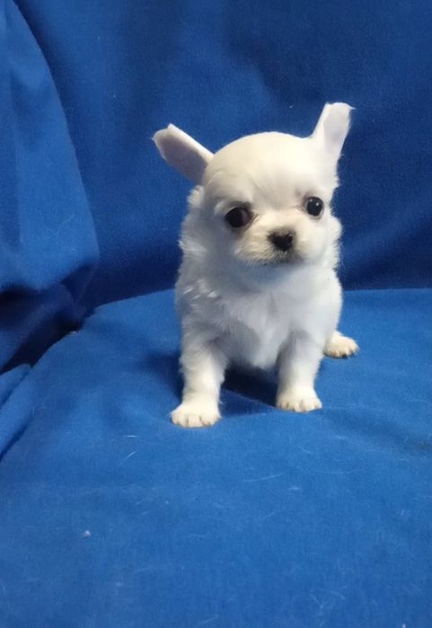 Для ценителей породы