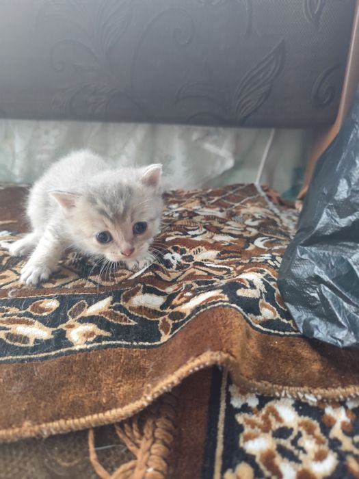 Отдам котят в добрые руки