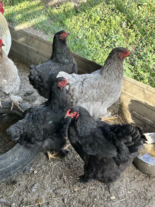 Продам кур домашных