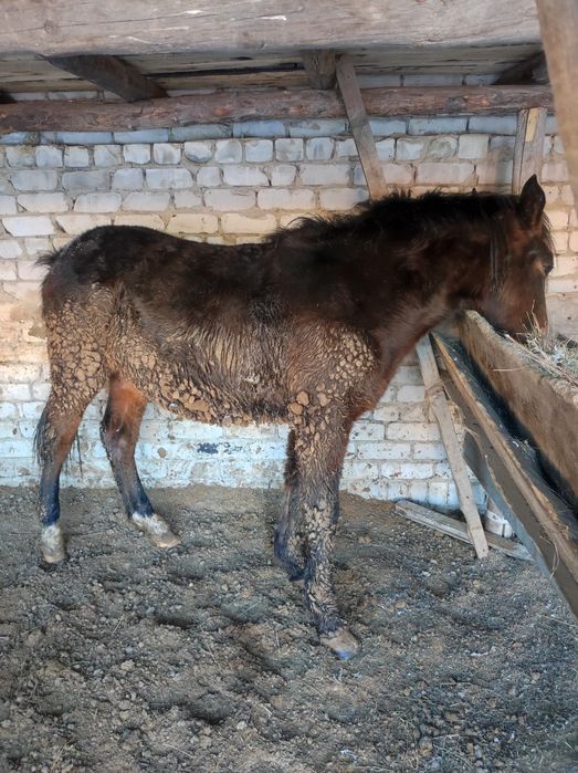 Семіз байтал сатамын