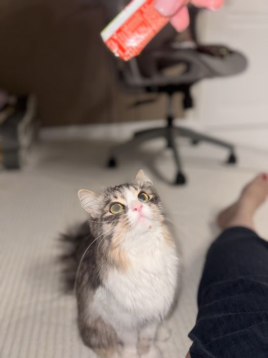 Котенок девочка в добрые руки