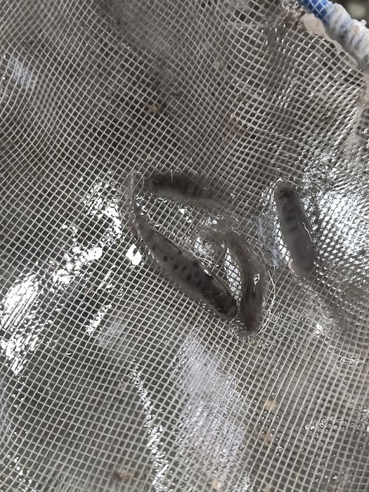 Малек Форели от 1 грамм