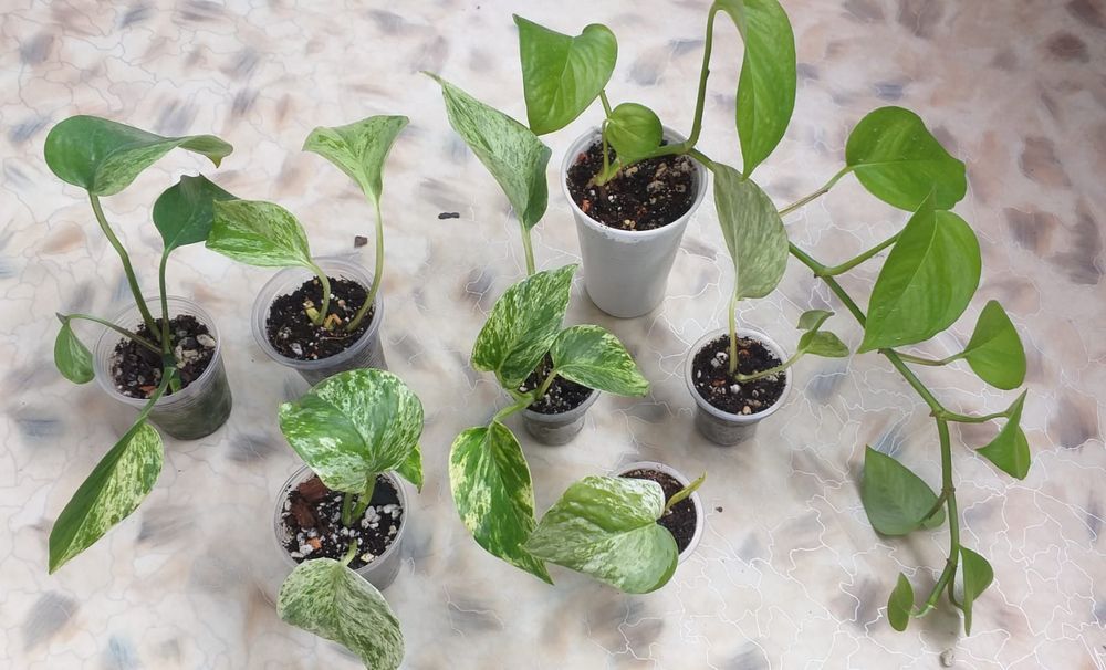 Комнатные растения