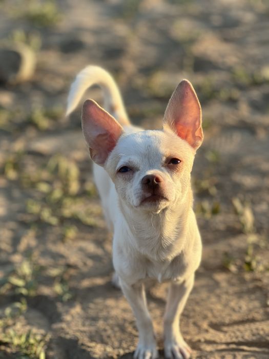 Вязка (сотилмайди не продается!)