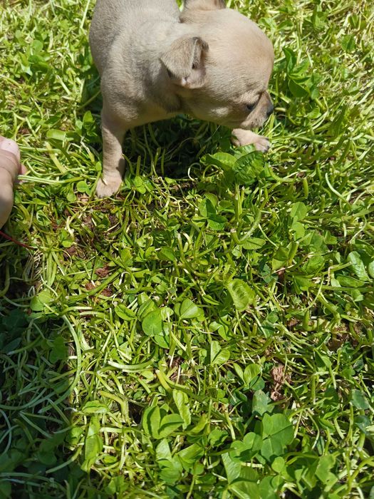 мини чихуахуа кученца