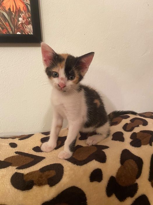 Pui de pisica spre adoptie