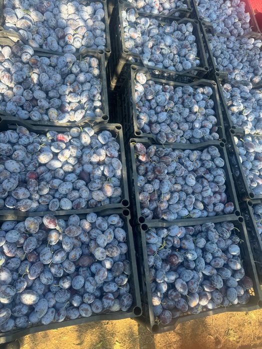 Продам сливу оптом