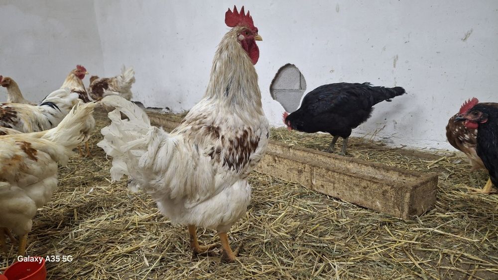 Петухов продаётся от 2000тг
