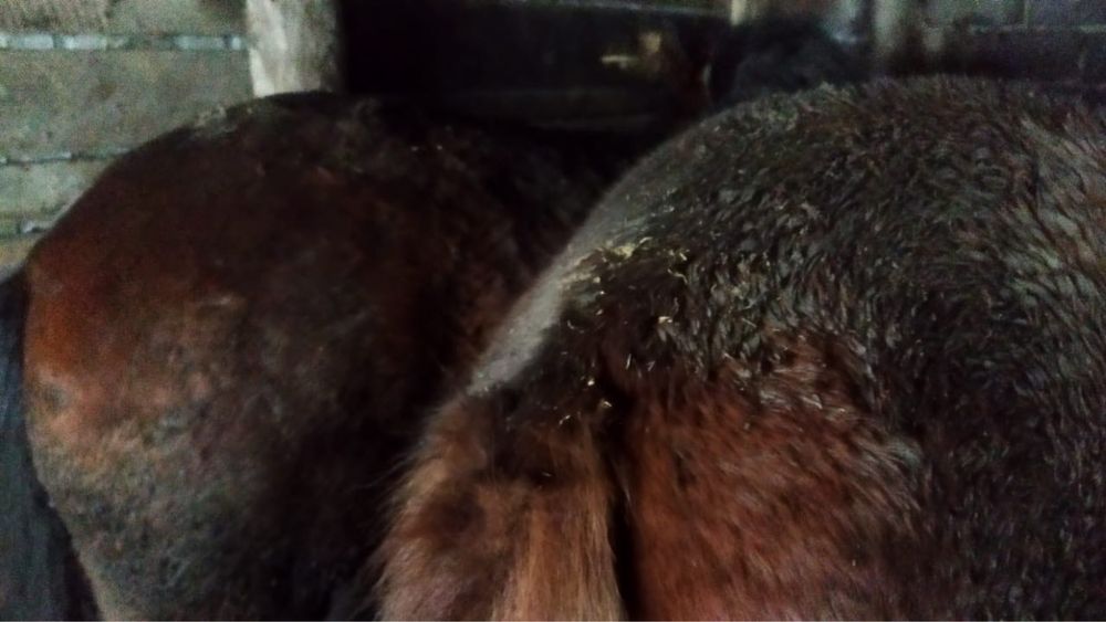 Продам лошадей на откорме