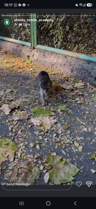 Серый маленький котёночек