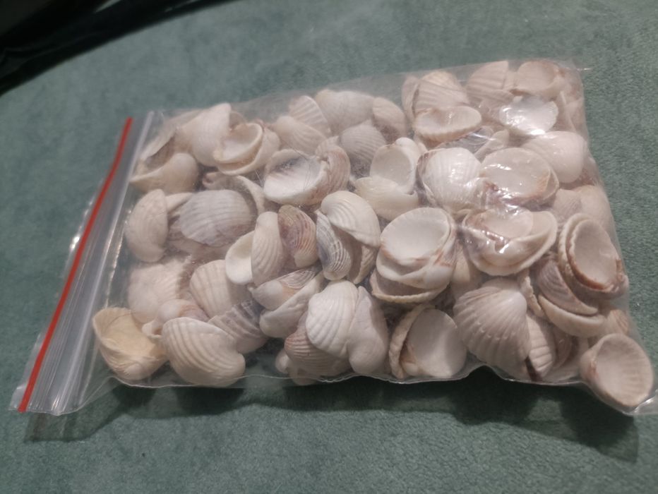 Ракушки натуральные морские