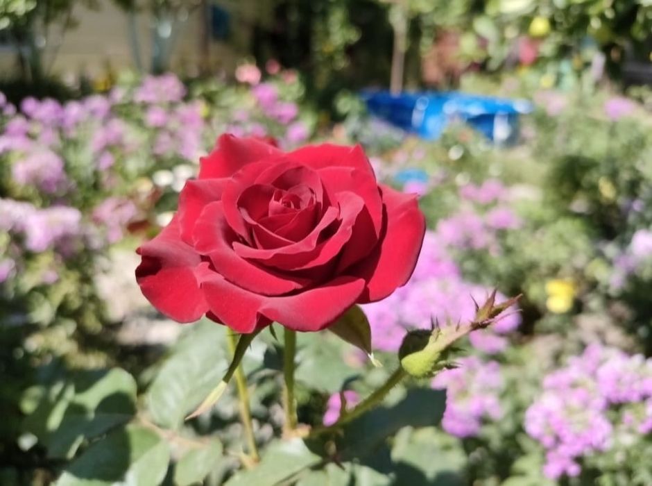 Цветы садовые продам