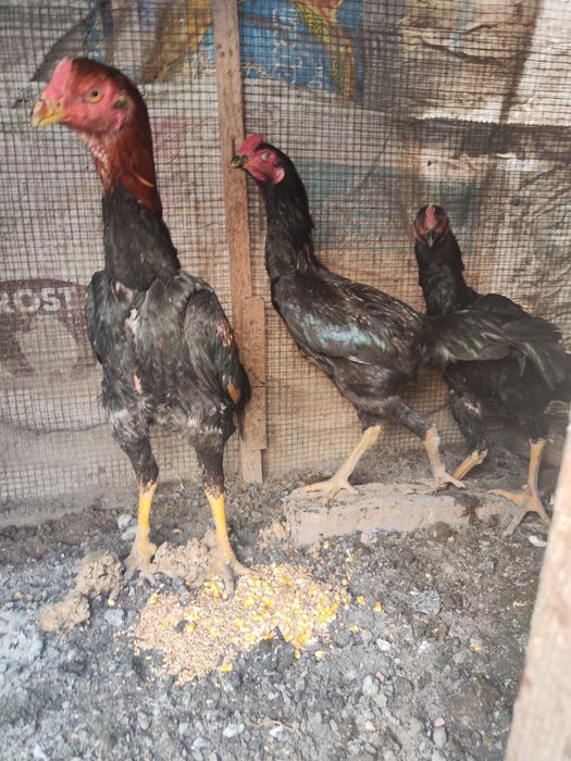 Бойцовый Дакан Куры 1+2