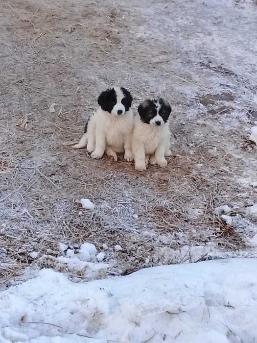 Catei ciobănești de talie mare