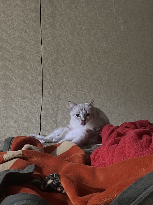 Отдам кошку взрослую