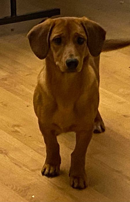 Donez cațelușă Teckel