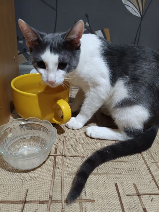 Котенок в добрые руки