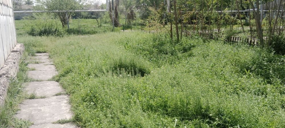 Скос травы триммером.