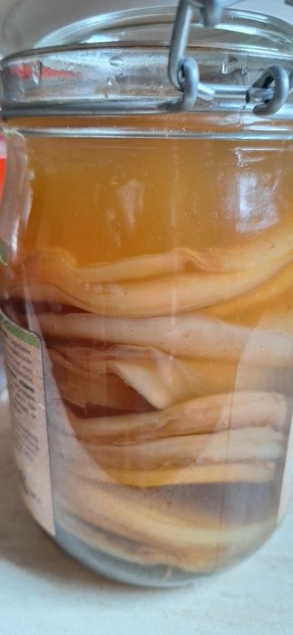 Vând starter  Ciupercă kombucha și ciupercă kefir lapte